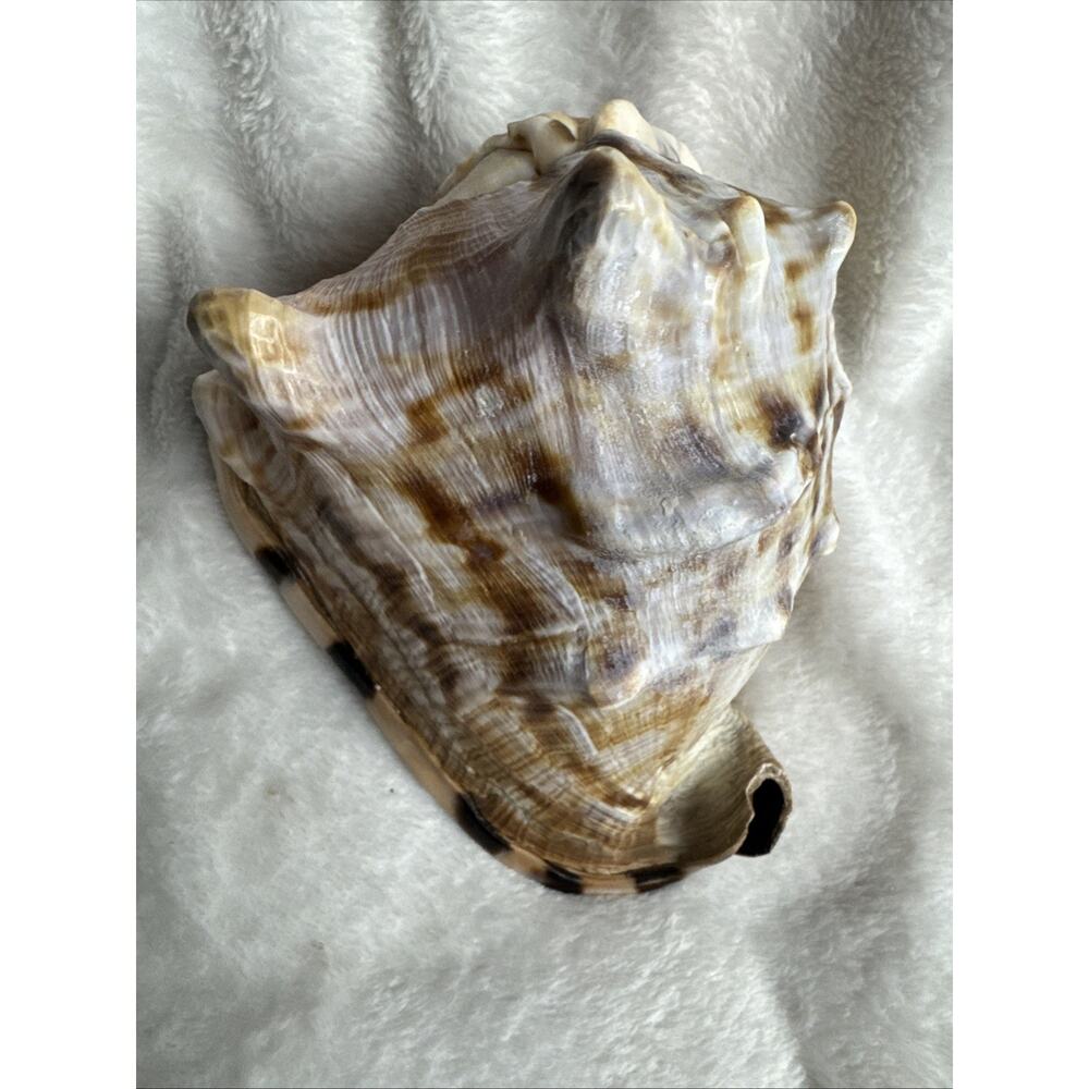 Large Horned Helmet Tiger Striped King Conch Shell Seashell 7’x5.5’